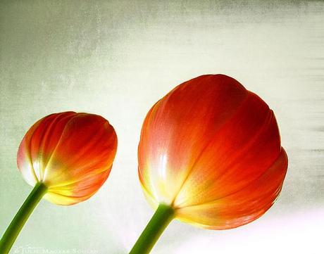 Two newly opened orange tulips look like lollipops on a sage green distressed background.