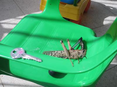 The Plague of Locusts hits RBS!! The Plague of Locusts hits RBS!!