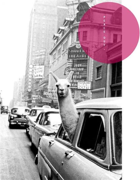 Just a llama in Times Square // photo:: Inge Morath