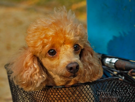 Teddy Toy Poodle