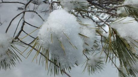 Hiking the Beaver Pond Trail in Algonquin Provincial Park Puff of snow on pine tree - Algonquin Park - Ontario