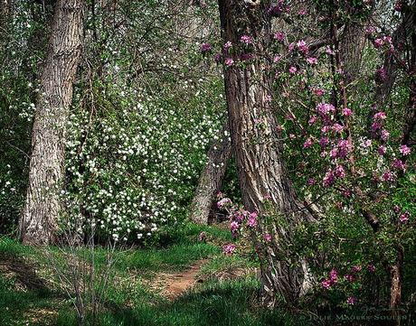Woodland spring nature photography, of a meandering woodland path through ancient cottonwood trees and wild cherry blossoms of pink and white. Fort Collins, Colorado