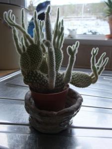 My son's cactus in the wonky clay pot