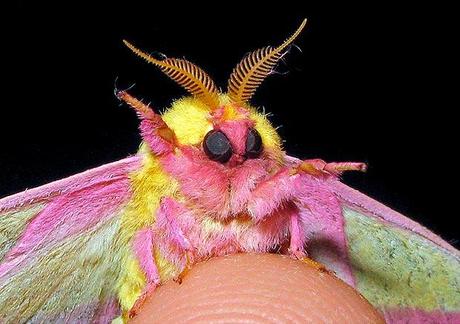 Weird insect, Dryocampa rubicunda