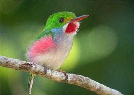Cuba's Smallest Bird - The Bee Hummingbird