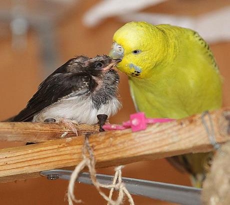 Bird's love Bird's love