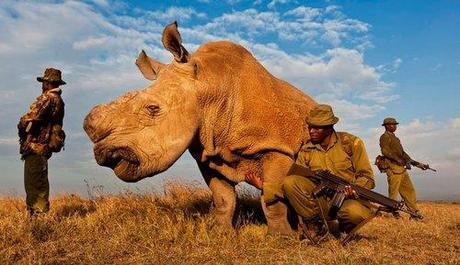 Rhino Wars - Brent Stirton Photographer