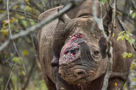Photo: Hornless black rhino