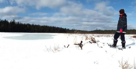 With snowshoes on Jean looks for beavers in Algonquin Park