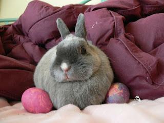 Photos: Cute Bunny Rabbits Celebrate Easter