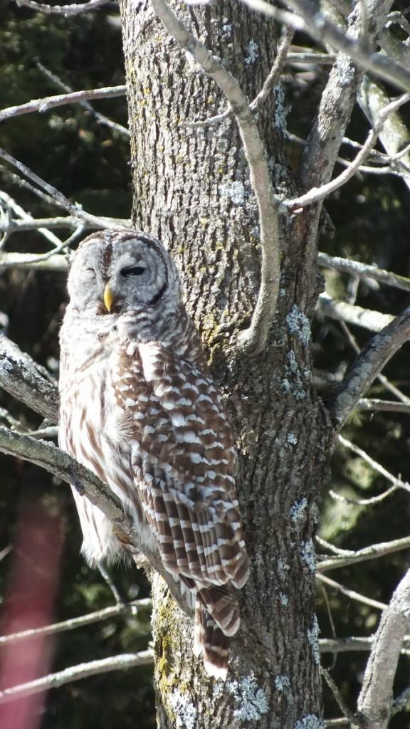 Barred Owl sitting on a tree - Cranberry West Tract - Whitby