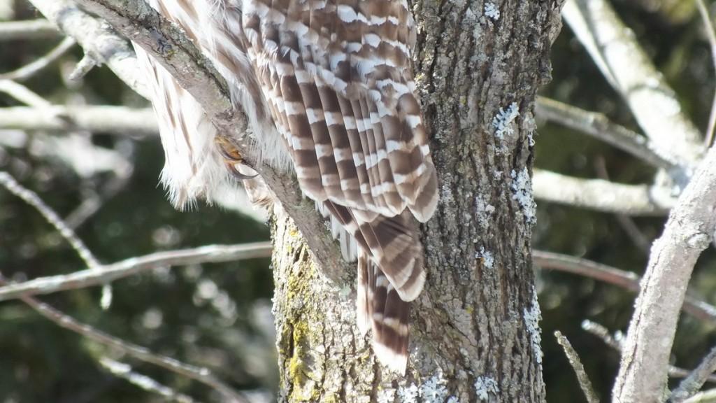 Barred Owl - holds on tight --- Cranberry West Tract - Whitby