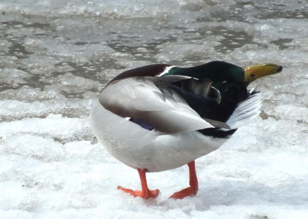Mallard duck -rubbing back of head - Lynde Shores Conservation Area