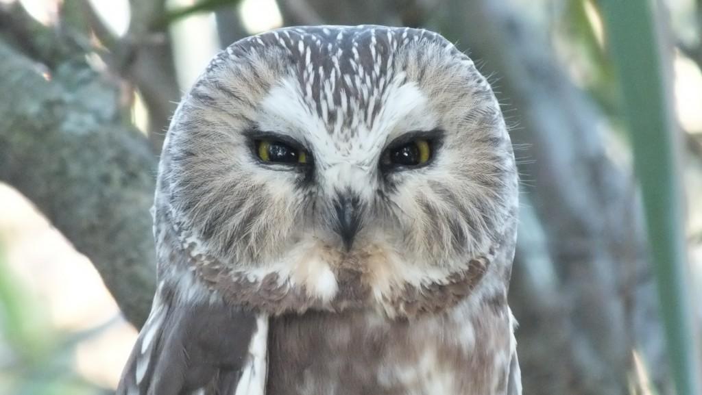 Northern Saw-Whet Owl in Toronto tree