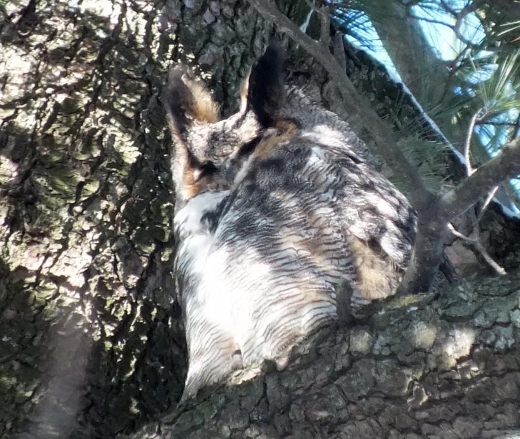 Great Horned Owl sits with eyes closed  - Thickson's Woods - Whitby - Ontario