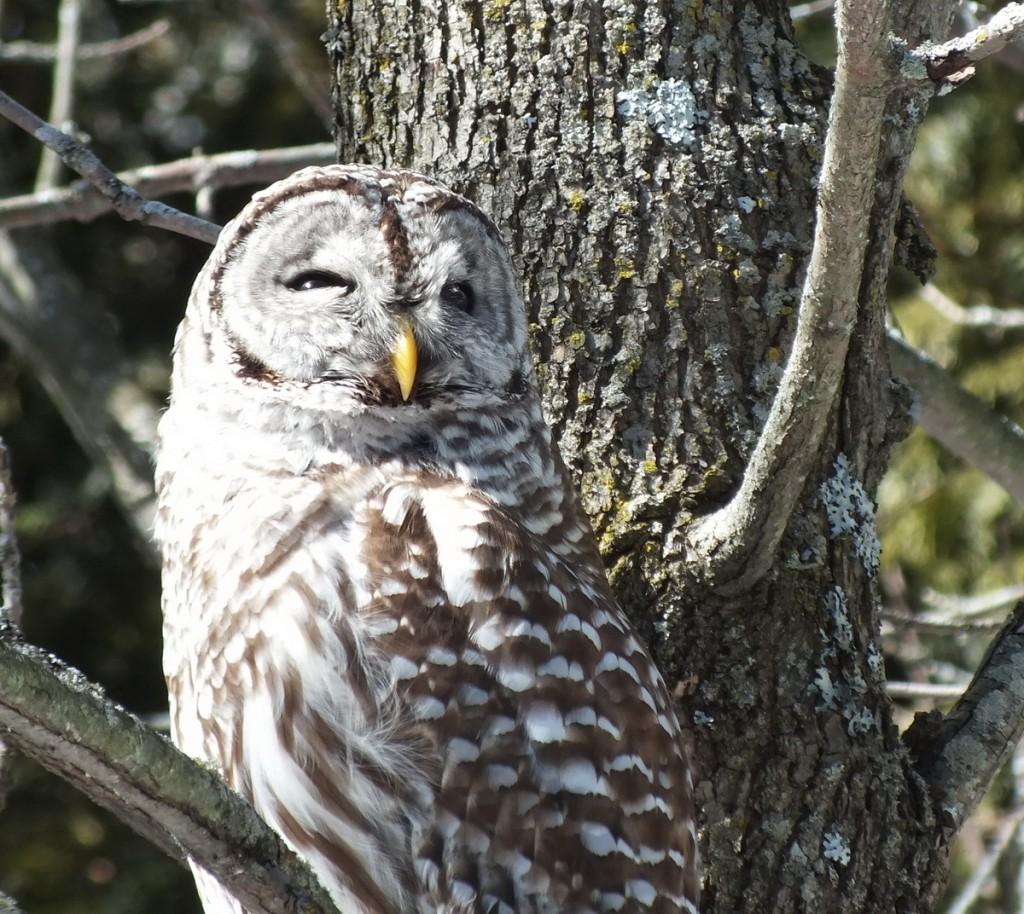 Barred Owl - looks upwards - Cranberry West Tract - Whitby