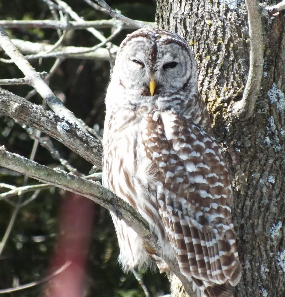 Barred Owl - gives us a look - Cranberry West Tract - Whitby