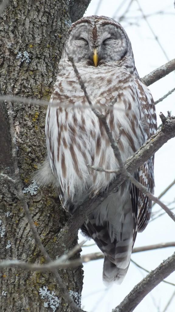 Barred Owl - lost on a limb - Cranberry West Tract - Whitby