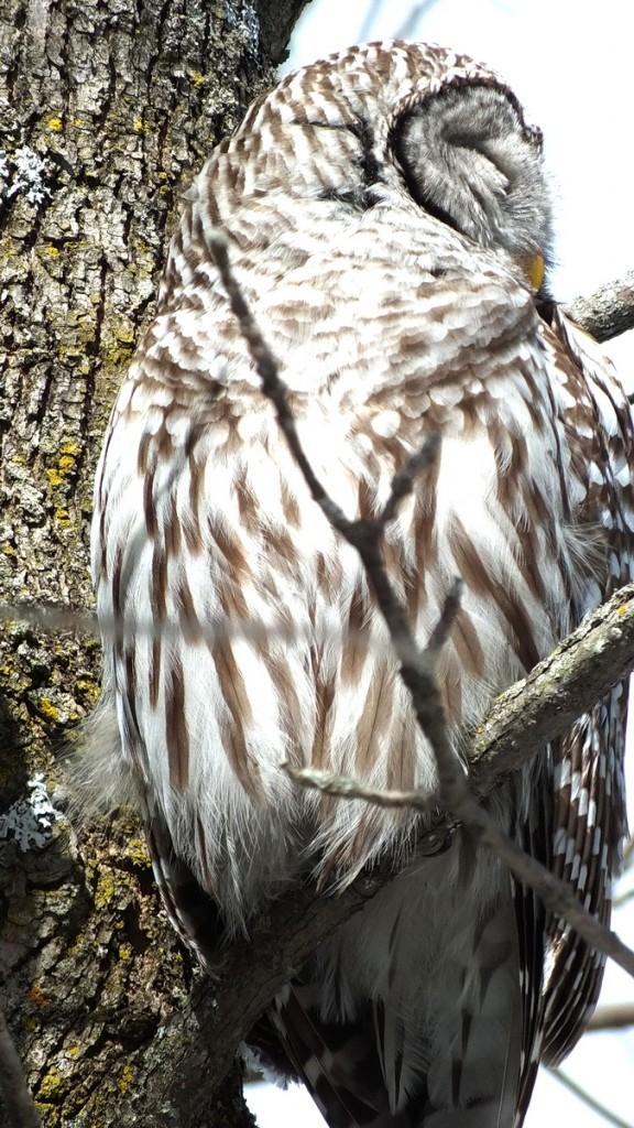 Barred Owl - sitting in tree - Cranberry West Tract - Whitby