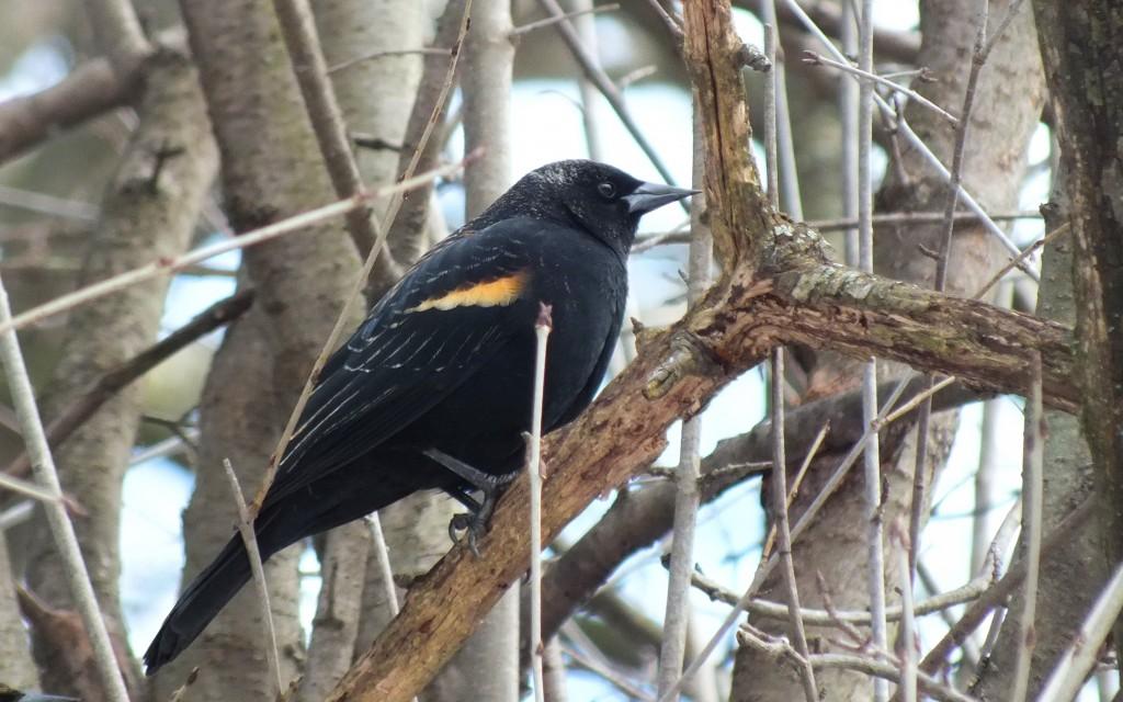 Red Wing Black Bird - relaxing - Lynde Shores Conservation Area - Whitby