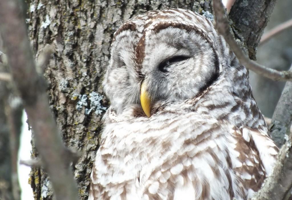 Barred Owl - closeup sleeping - Cranberry West Tract - Whitby