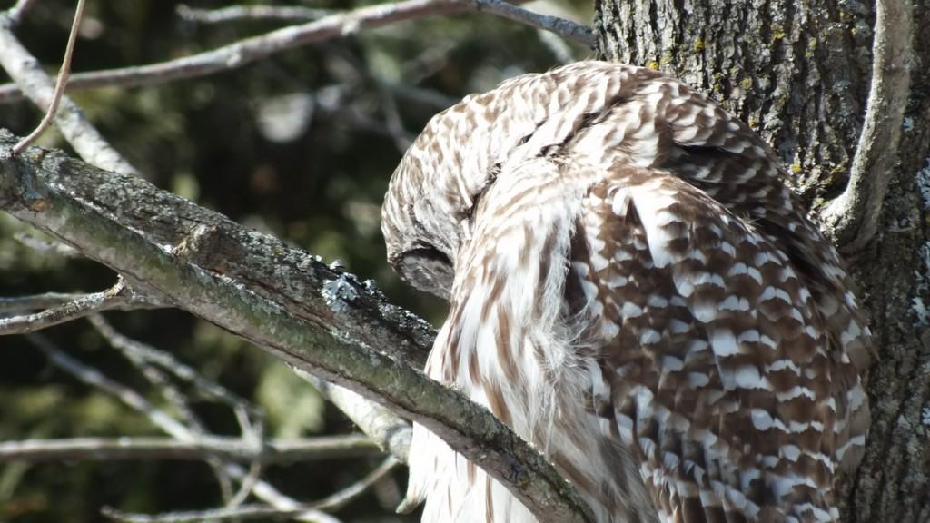Barred Owl - profile - Cranberry West Tract - Whitby