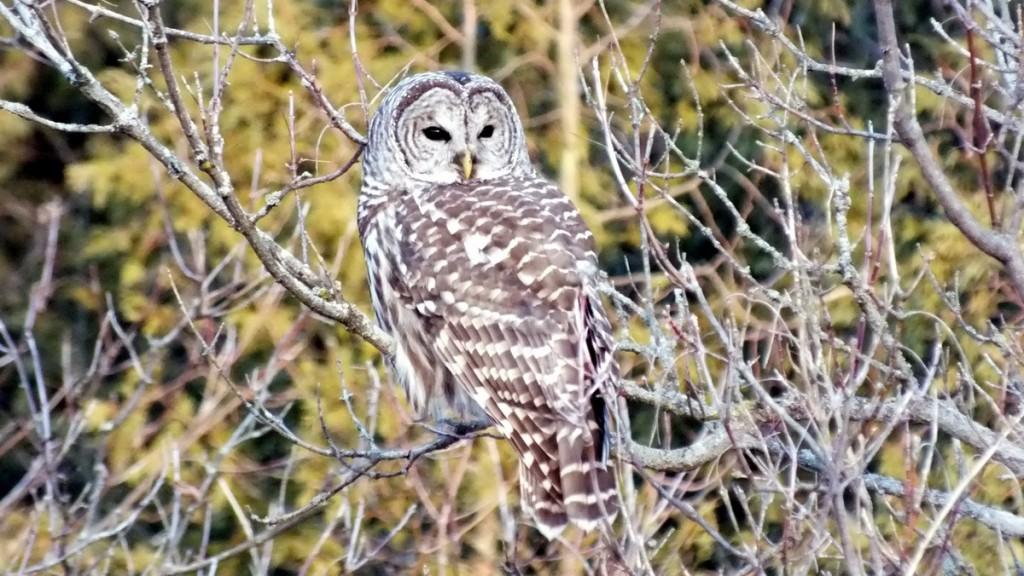 Barred Owl looking right