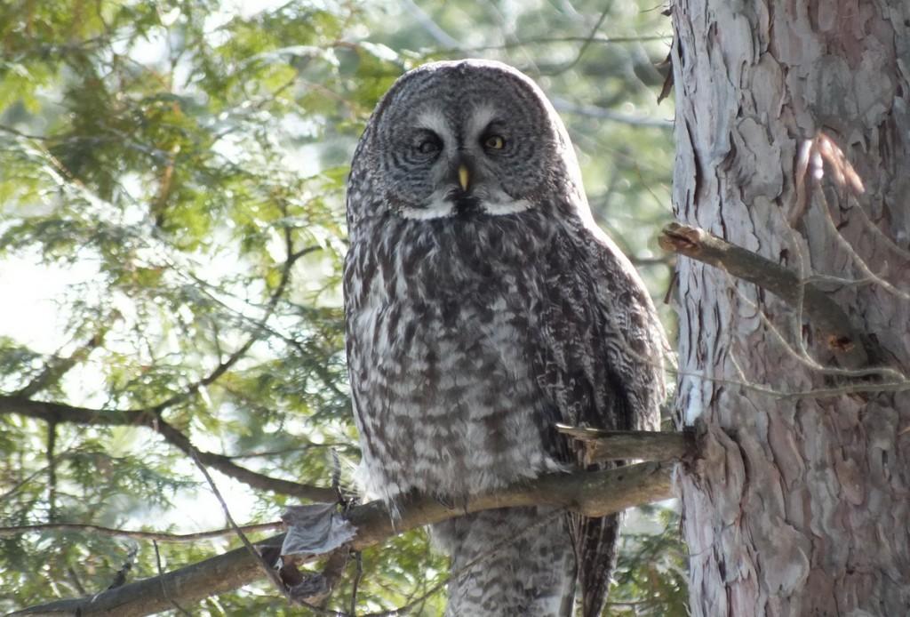 Great Grey Owl looks towards lens - Ottawa - Ontario - Canada - Frame To Frame - Bob & Jean picture