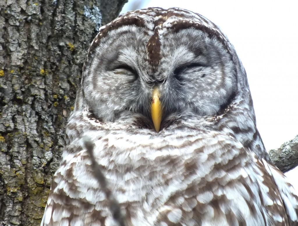 Barred Owl - catching a snooze - Cranberry West Tract - Whitby