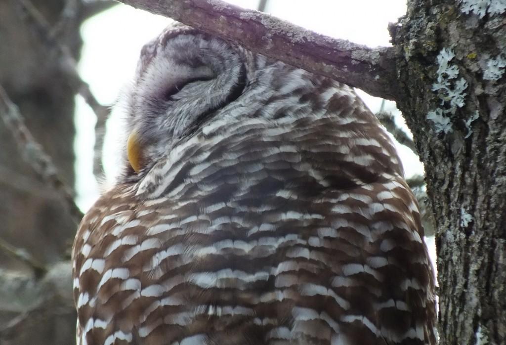Barred Owl - eyes closed - Cranberry West Tract - Whitby