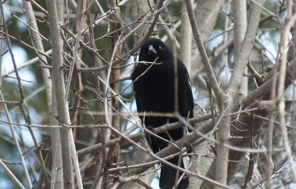 Red Wing Black Bird - Lynde Shores Conservation Area - Whitby