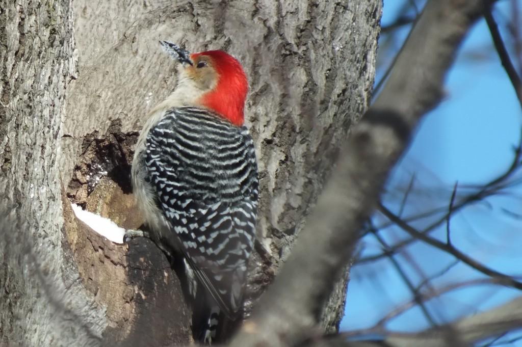 Red-bellied Woodpecker - eats snow 5 - Lynde Shores - Whitby - Ontario