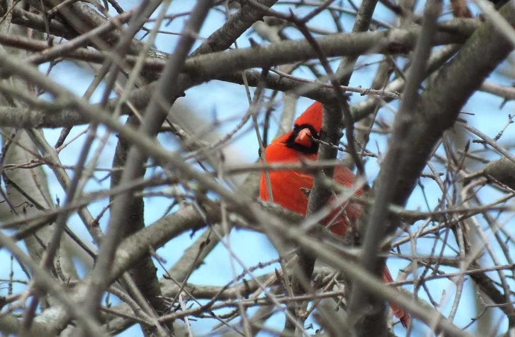 Red Cardinal gives me a look - Cranberry West Tract - Whitby