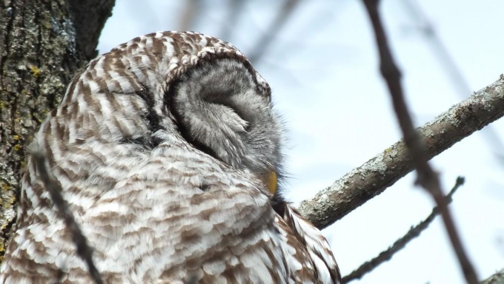 Barred Owl - side of head - Cranberry West Tract - Whitby