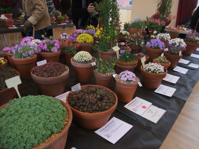 The local AGS group's show