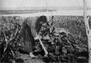 Buffalo Bird Women Tended Squash with the tools her Grandmother & the Women before her used... 