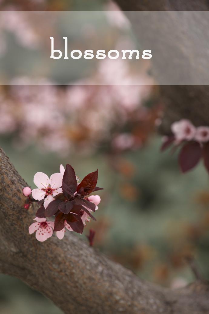 this is a post about blossoms