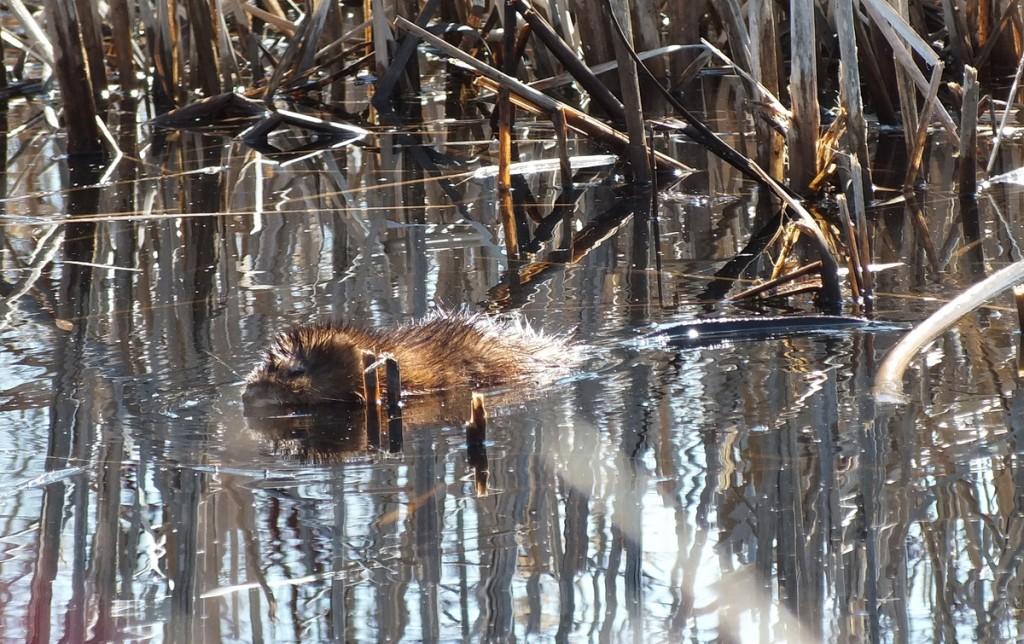 Mink Hunts Muskrats in Ontario Swamp Muskrat baby swims to safety from weasel