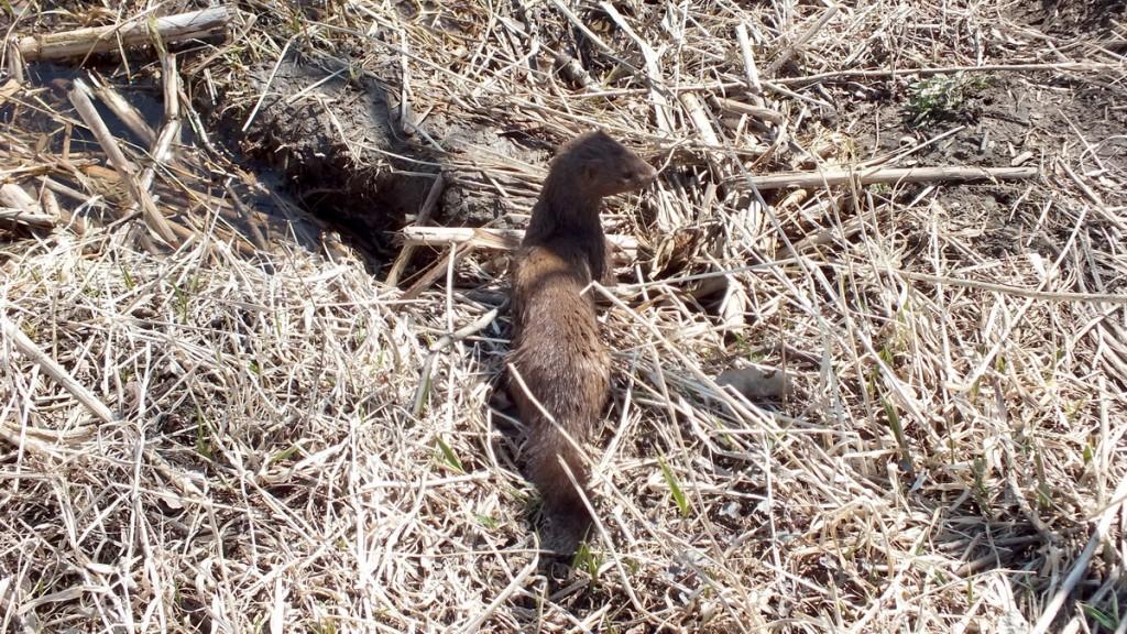 Mink Hunts Muskrats in Ontario Swamp Weasel looks around on edge of swamp in Mississauga - Ontario