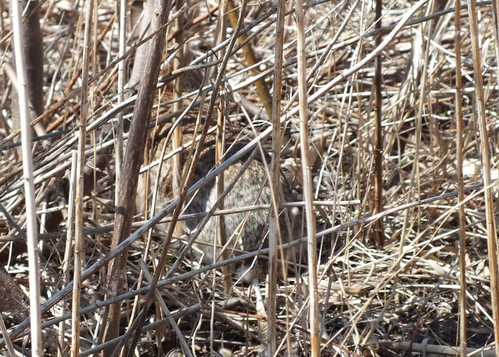 Mink Hunts Muskrats in Ontario Swamp Rabbit hides from weasel after attack