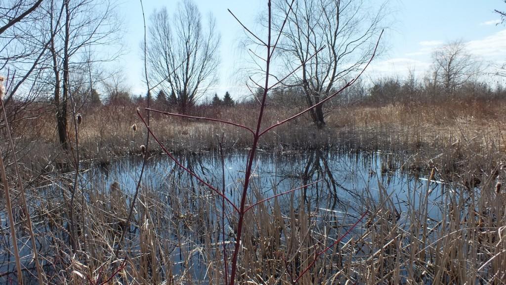Mink Hunts Muskrats in Ontario Swamp Muskrat pond in Mississauga - Ontario
