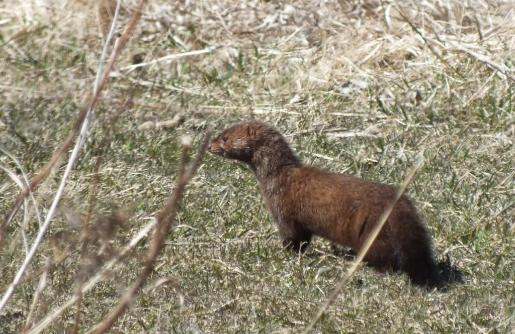Mink Hunts Muskrats in Ontario Swamp A weasel looks across a field in Mississauga - Ontario