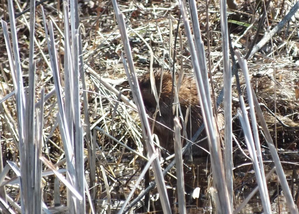 Mink Hunts Muskrats in Ontario Swamp Muskrat looks for weasel - Mississauga - Ontario