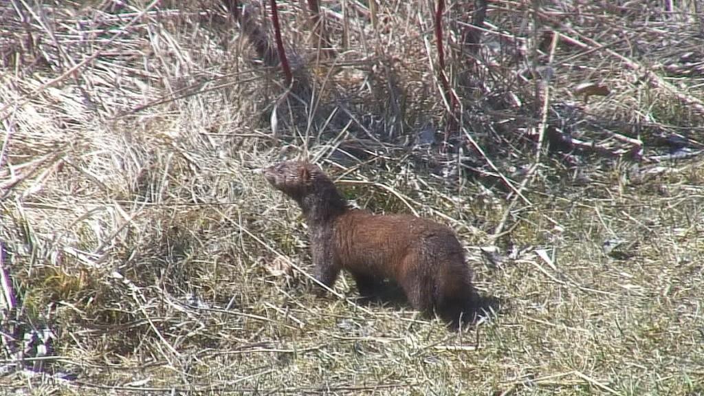 Mink Hunts Muskrats in Ontario Swamp weasel looks towards muskrat swamp