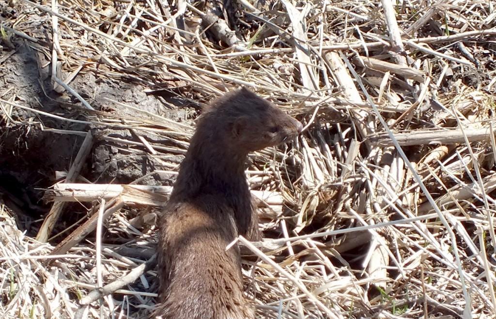 Mink Hunts Muskrats in Ontario Swamp Weasel looks to the right side for muskrat