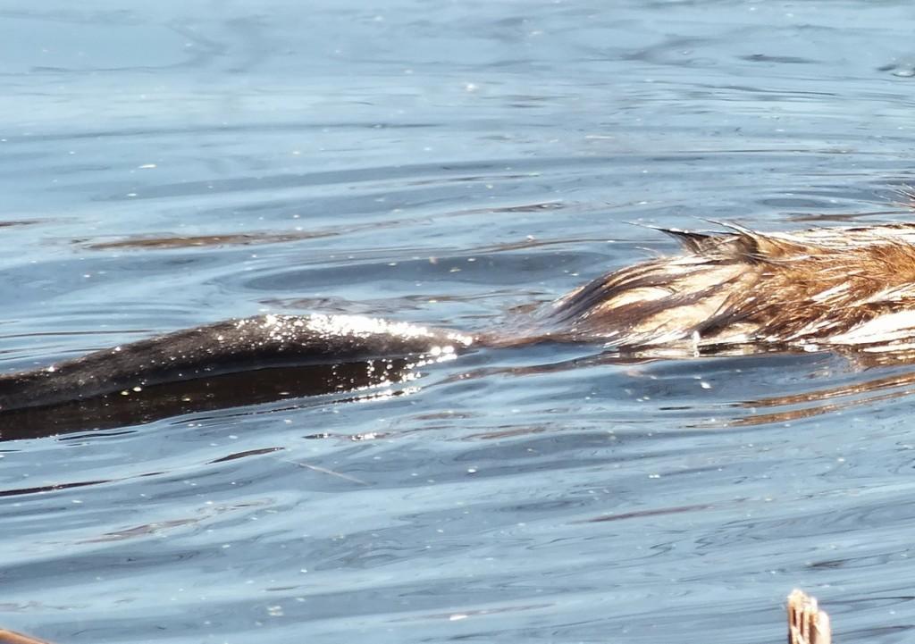 Mink Hunts Muskrats in Ontario Swamp Muskrat baby - closeup of its tail in water