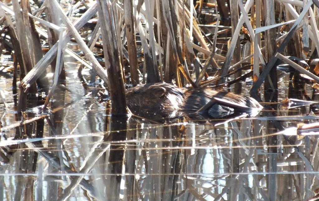 Mink Hunts Muskrats in Ontario Swamp Muskrat - adult hides from weasel in water - Mississauga - Ontario