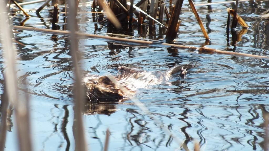 Mink Hunts Muskrats in Ontario Swamp Muskrat holds its rear feet out of the water