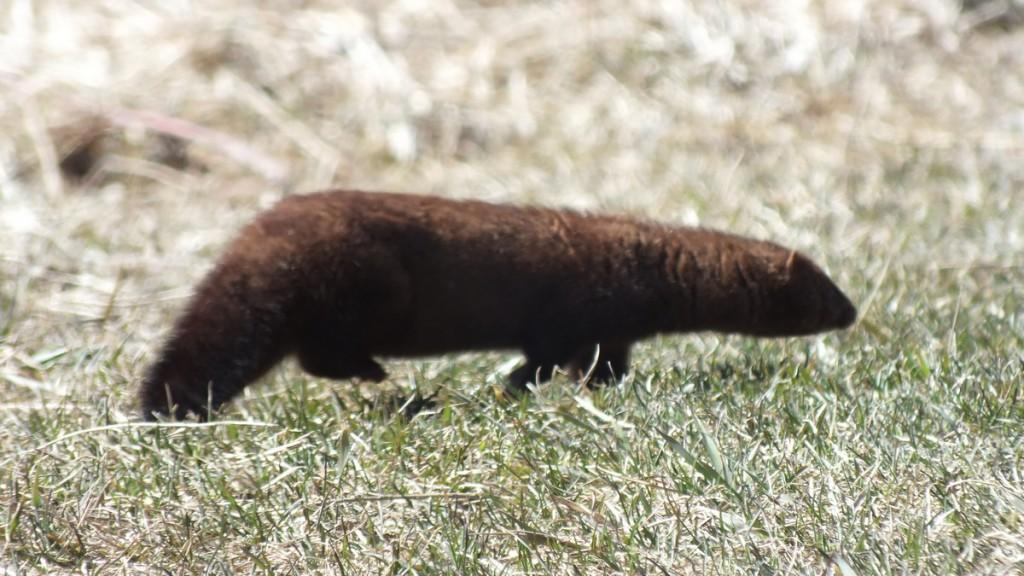 Mink Hunts Muskrats in Ontario Swamp Weasel runs across field in a blur - Mississauga - Ontario