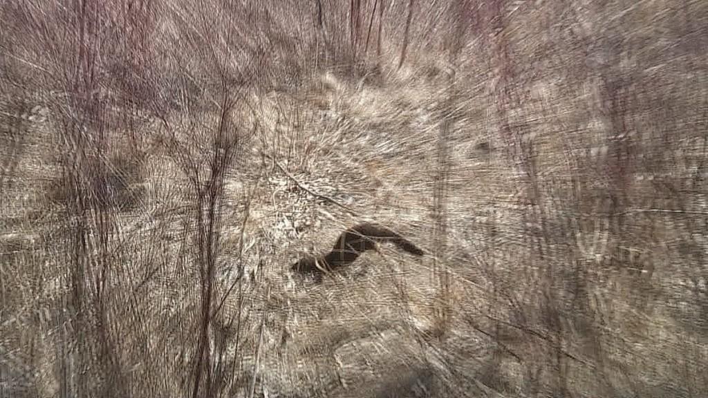 Mink Hunts Muskrats in Ontario Swamp weasel moves around pond on attack